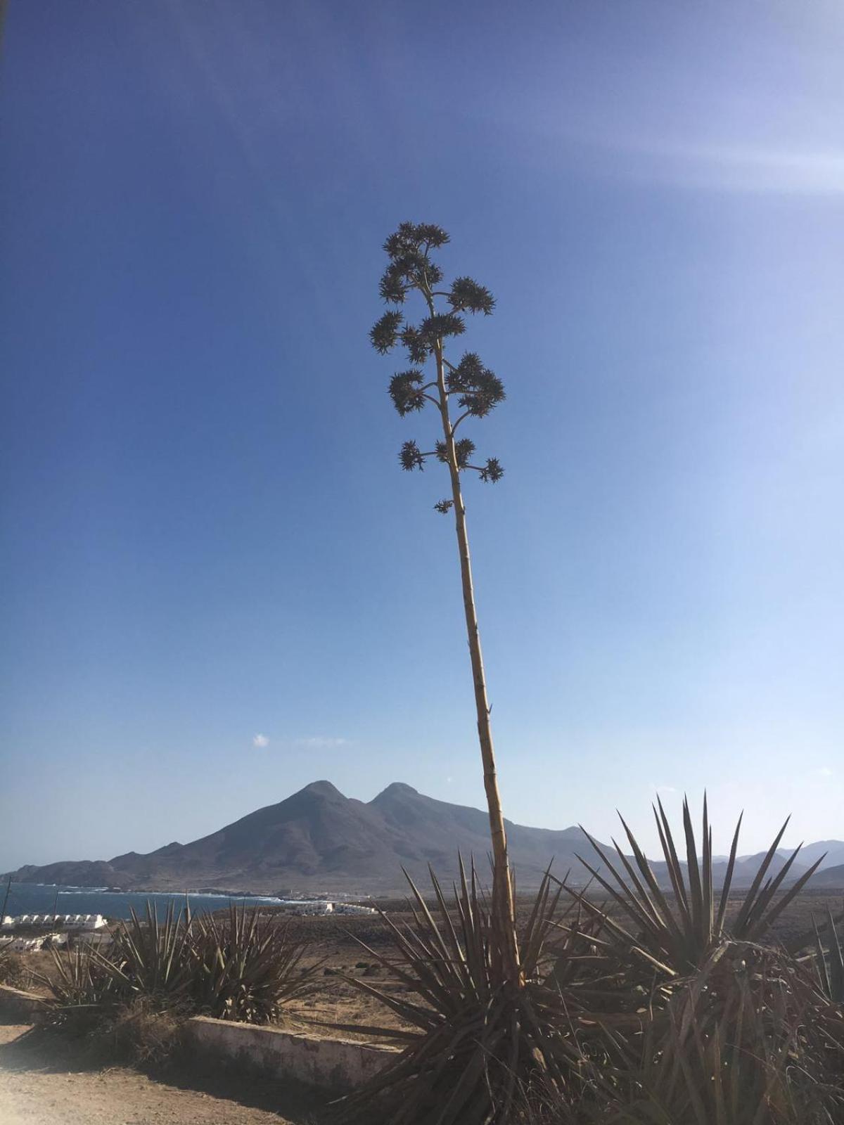 Casas Rurales Cortijo Torreblanca Parque Cabo De Gata Pozo de los Frailes Bagian luar foto